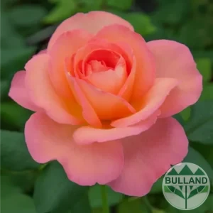 Shchabova Rose " Jazz Festival "