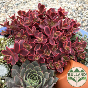 Seven "Gorski Fire", Sedum „Sun Sparkler Wildfire“, container 1 l.