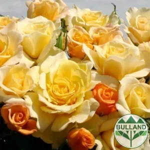 Shchabova Rose " Sunny Sky® " (Eleganza® Colection)