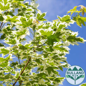 Ацер "Друмонди", Acer platanoides "Drummondii",  размер 14/16, височина 400 см +