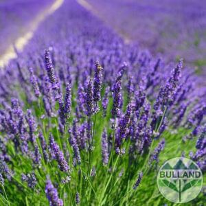 Лавандула, Lavandula , конт. 1 л.