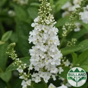 Budlee white, Buddleja "White Ball", cont. 1 l.