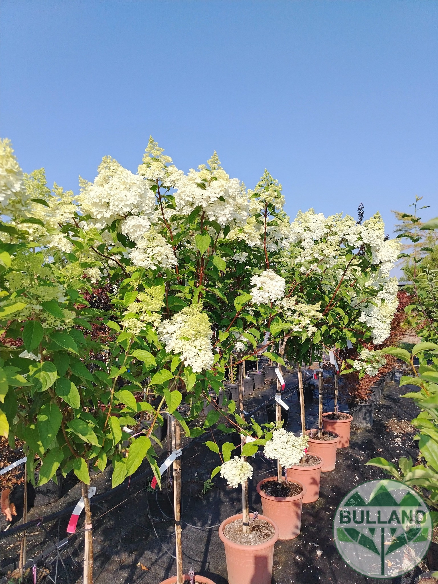 Хортензия „Vanille Fraise“, Hydrangea paniculata „Vanille Fraise“ 1/2, дръвче - Image 7