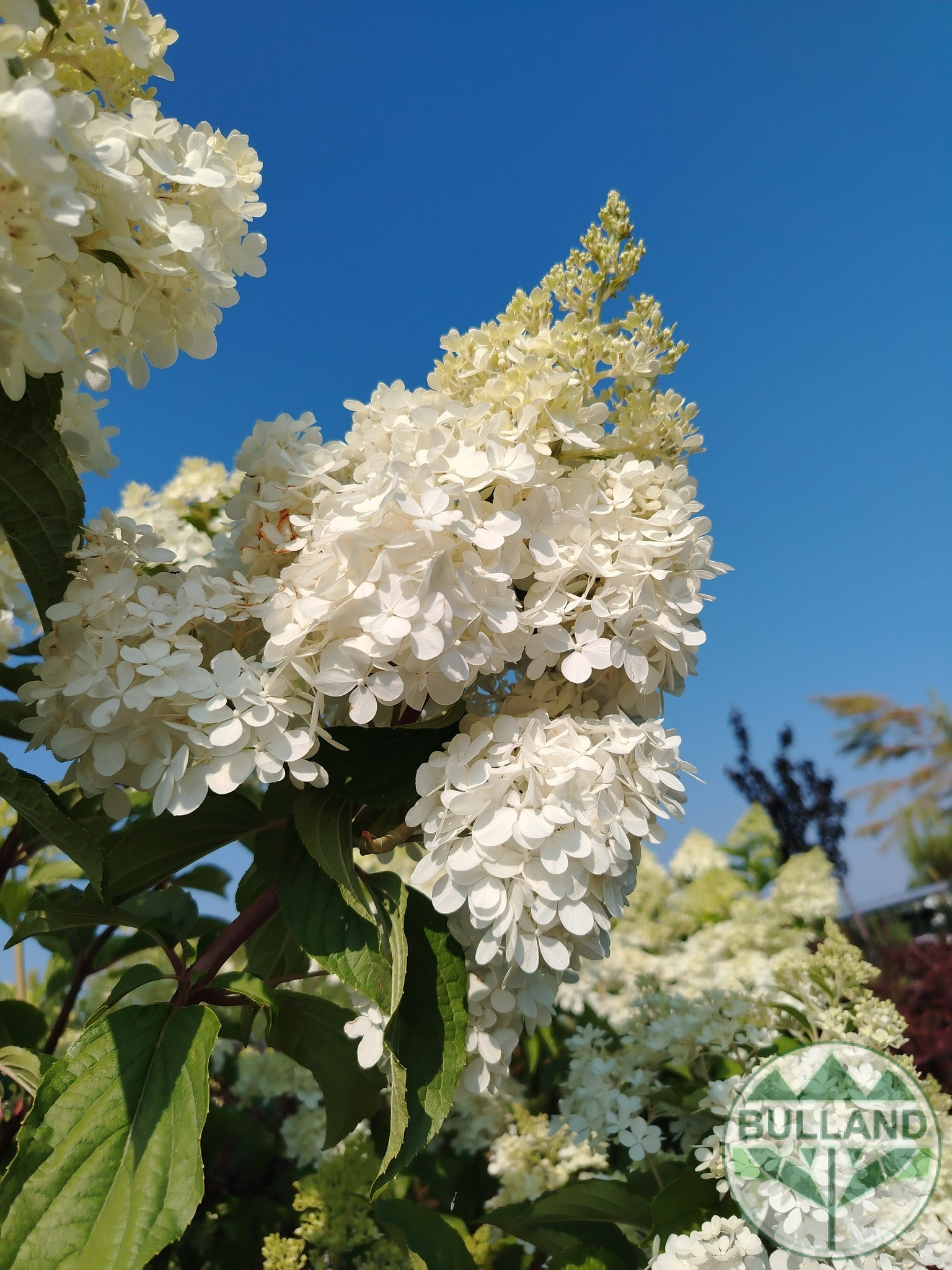 Хортензия „Vanille Fraise“, Hydrangea paniculata „Vanille Fraise“ 1/2, дръвче - Image 6