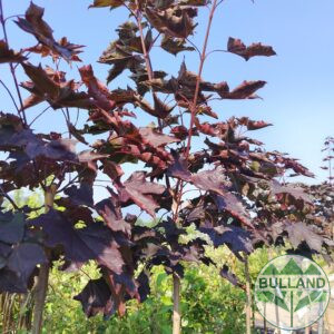 Японски клен "Роял Ред", Acer "Royal Red", височина 140/160