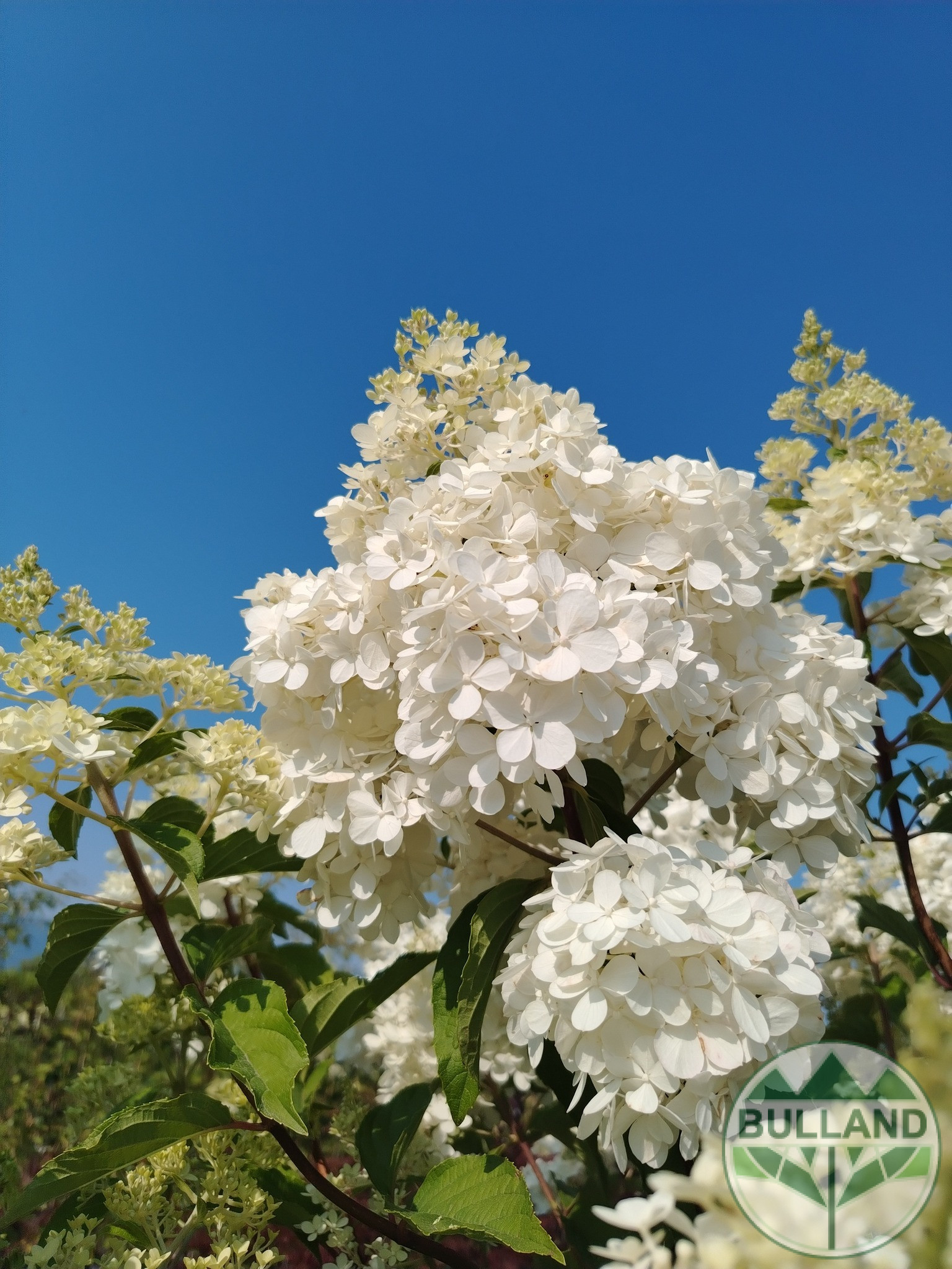 Хортензия „Vanille Fraise“, Hydrangea paniculata „Vanille Fraise“ 1/2, дръвче - Image 5
