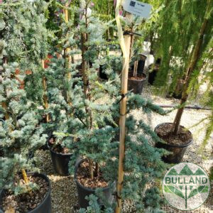 Atlas cedar, Atlantic cedar, height 130 cm.