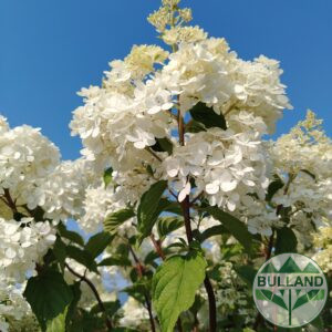 Хортензия „Vanille Fraise“, Hydrangea paniculata „Vanille Fraise“ 1/2, дръвче