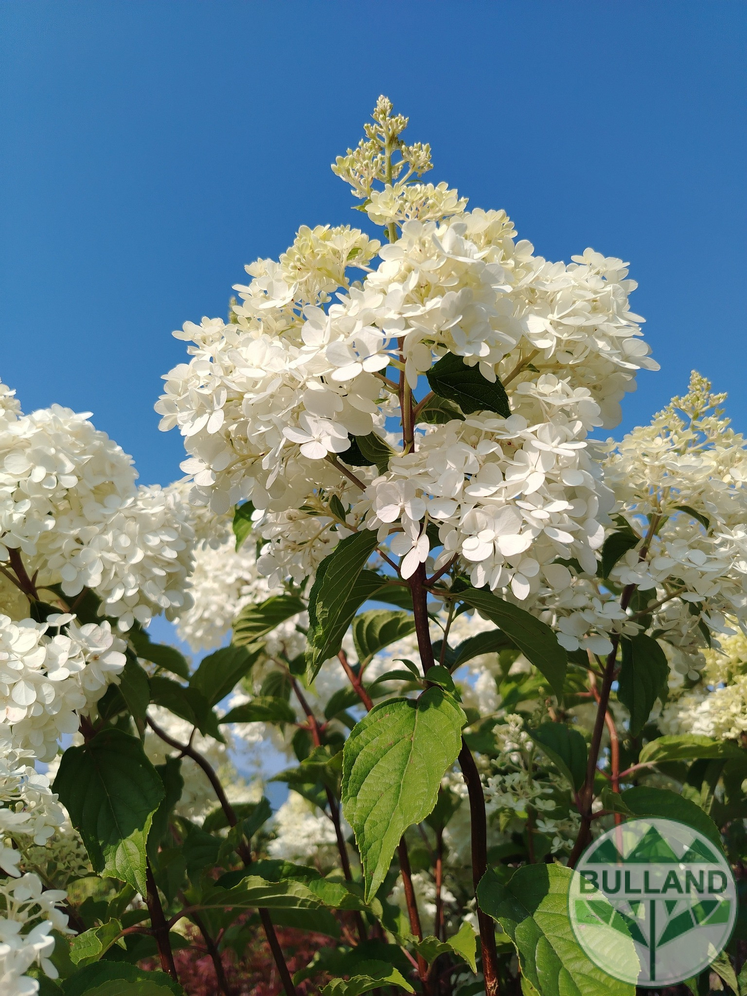 Хортензия „Vanille Fraise“, Hydrangea paniculata „Vanille Fraise“ 1/2, дръвче
