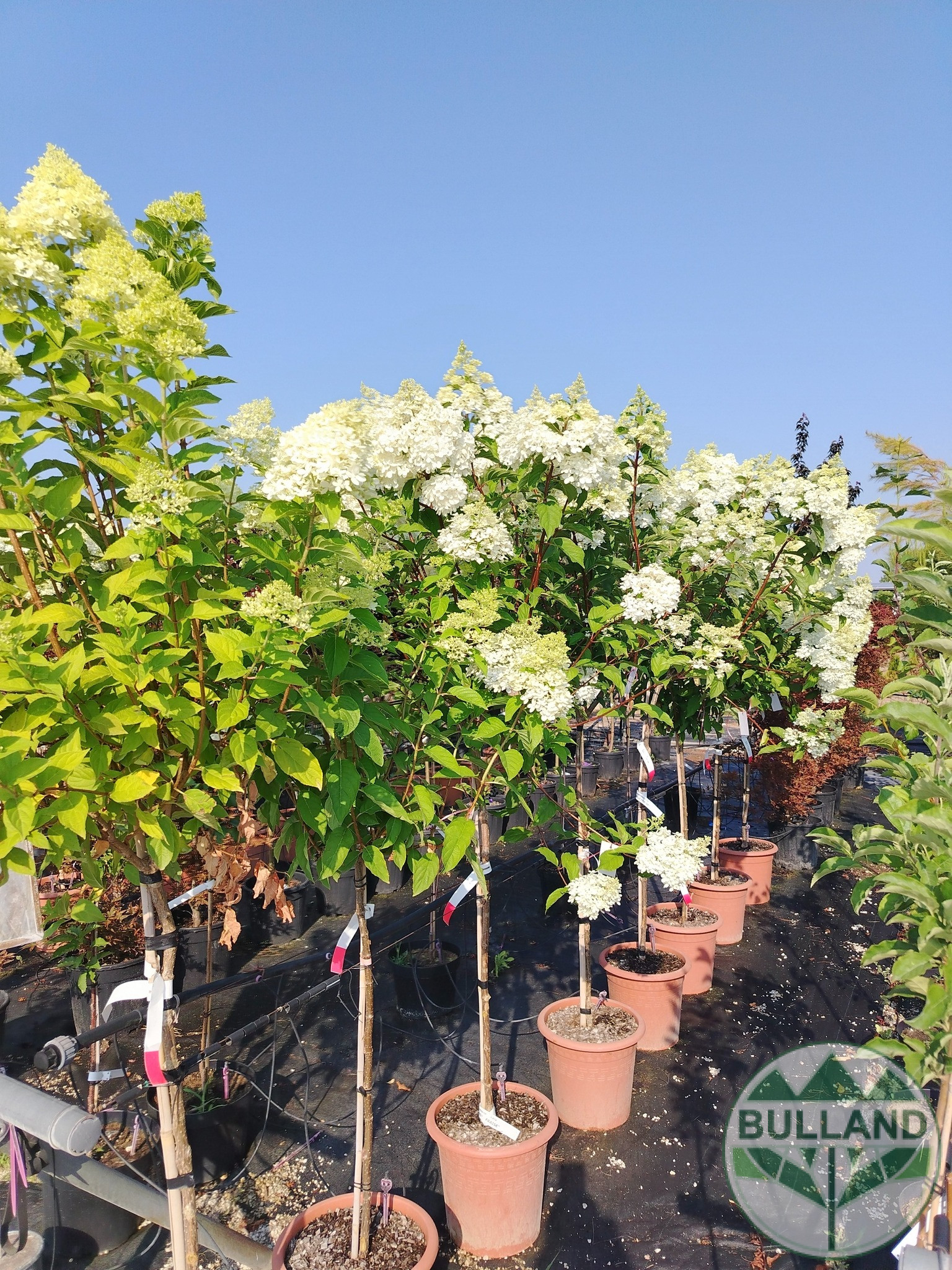 Хортензия „Vanille Fraise“, Hydrangea paniculata „Vanille Fraise“ 1/2, дръвче - Image 4