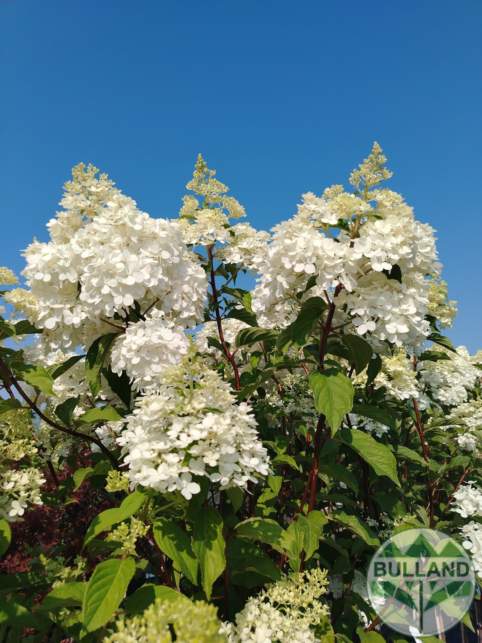 Хортензия „Vanille Fraise“, Hydrangea paniculata „Vanille Fraise“ 1/2, дръвче - Image 3
