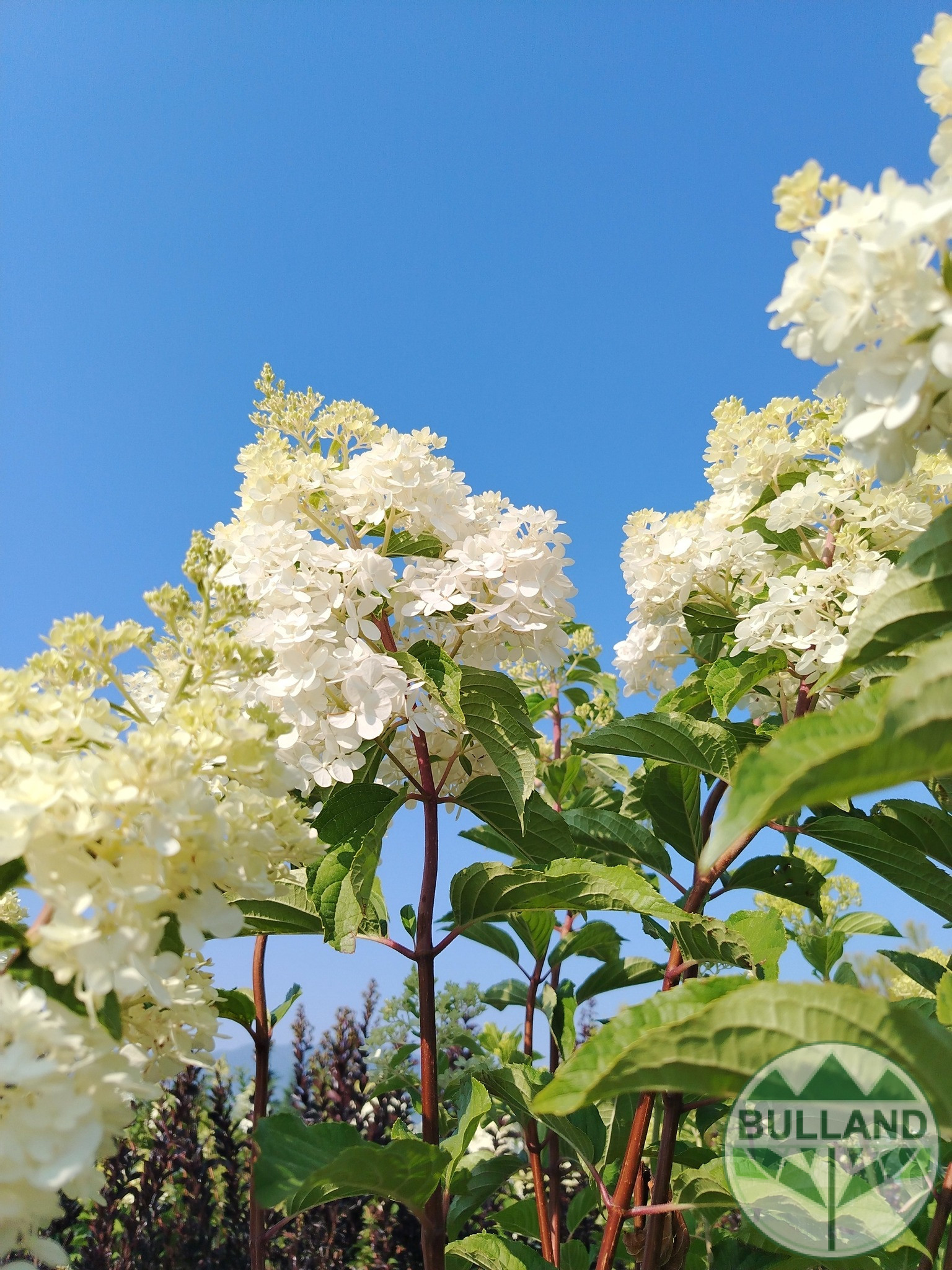 Хортензия „Vanille Fraise“, Hydrangea paniculata „Vanille Fraise“ 1/2, дръвче - Image 2
