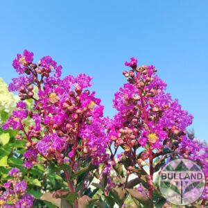 Indian lilac tree, Lagerstroemia Purple Star 1/2, height 130/140 cm
