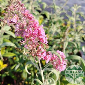 Budleya - pink , Buddleja "Pink Delight", cont. 1 l.