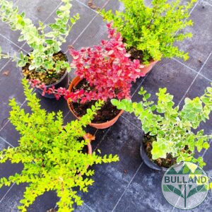 Promo package - 5pc cold resistant plants