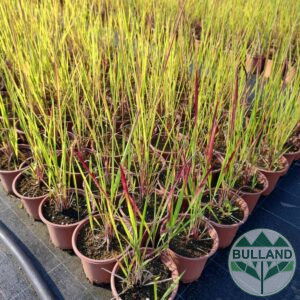 Promo set from 3 no. different types of ornamental herbs