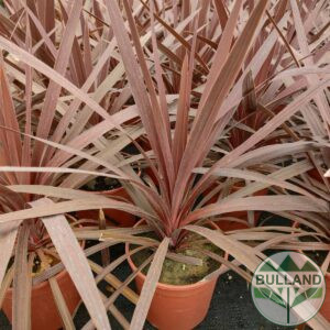 Кордилине 'Red Star', Cordyline 'Red Star', конт. 2л.
