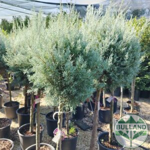 Arizona cypress on a tree 1/2 stam