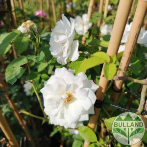 Rose white, height 120 cm.
