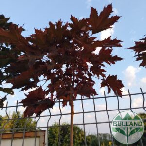 Ацер "Пърпъл Глоуб",  Acer "Purple Globe", височина 160/180 см