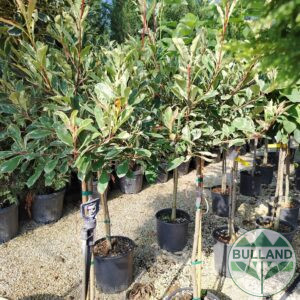 Фотиния "Пинк Марбъл", Photinia Fraseri "Pink Marble", tree 1/2 , height 130 cm.