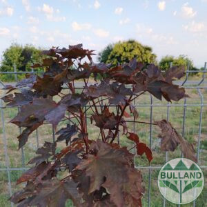 Ацер "Пърпъл Глоуб",  Acer "Purple Globe", височина 180/220 см
