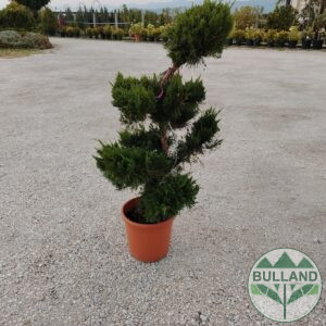 Uniperus Bonsai, height 1 m.