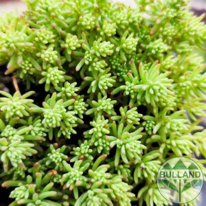 Седум Хиспаникум, Sedum hispanicum, pot 9