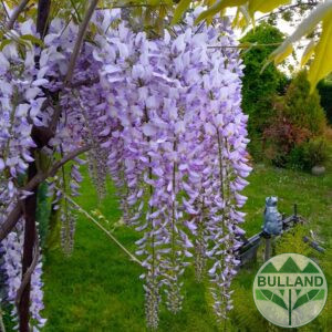Wisteria, Wistеria, cont. 2,5 l., height 180/200 cm.