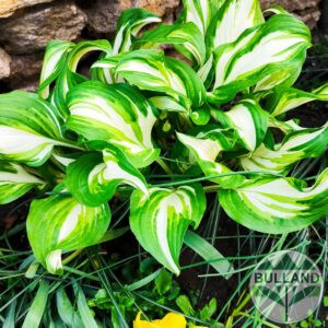 Хоста Медиовариегата, Hosta Mediovariegata, конт. 1 л.