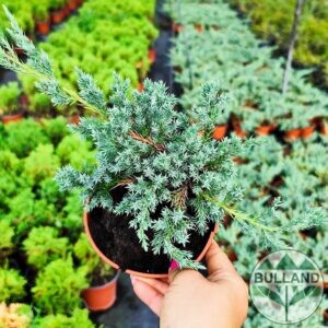Хвойна Син Килим, Juniperus Blue Carpet, конт.1 л