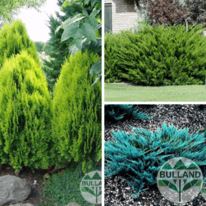Promo package 2 - 3Cold -resistant coniferous and evergreen plants