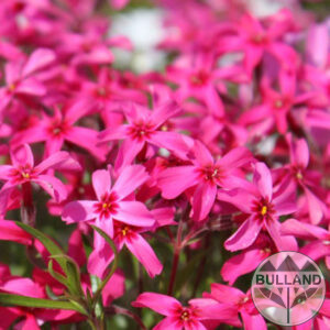Phlox,  Phlox "Scarlet Flame", cont. 1 l.