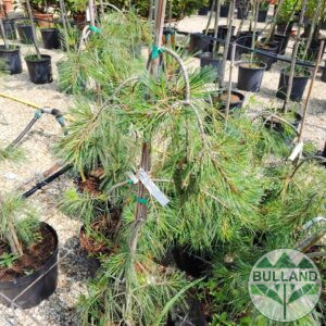 Плачещ бор, Pinus Pendula