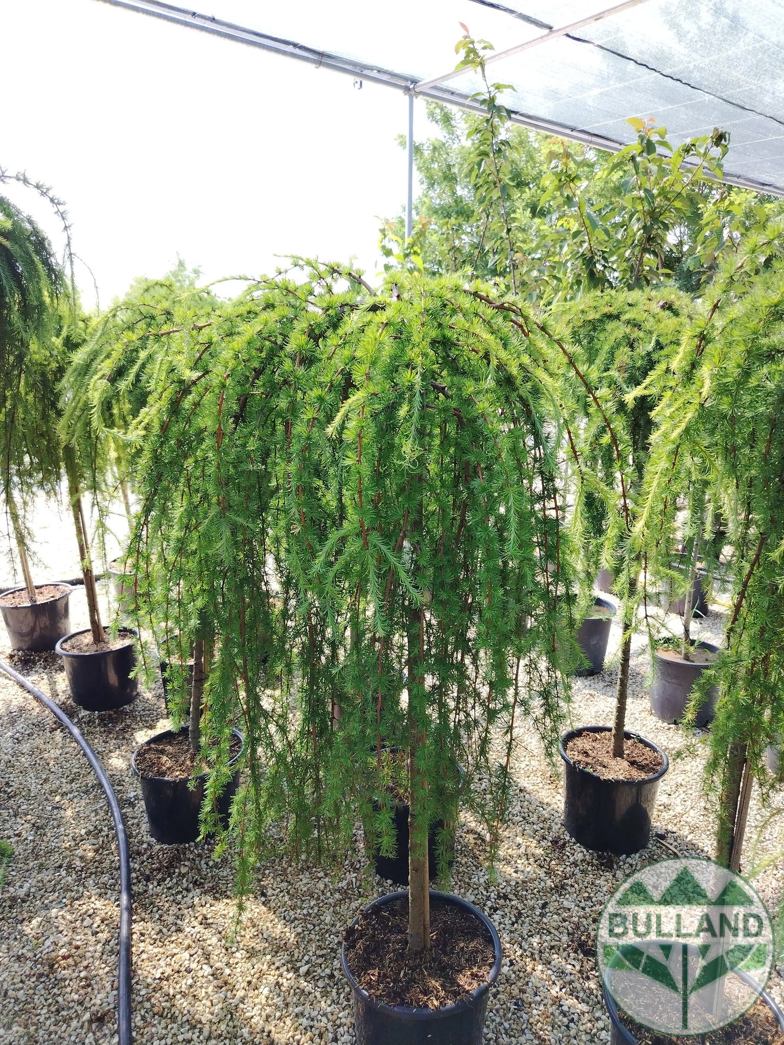 Larch, LARAN, Stamp 120 cm - Image 3