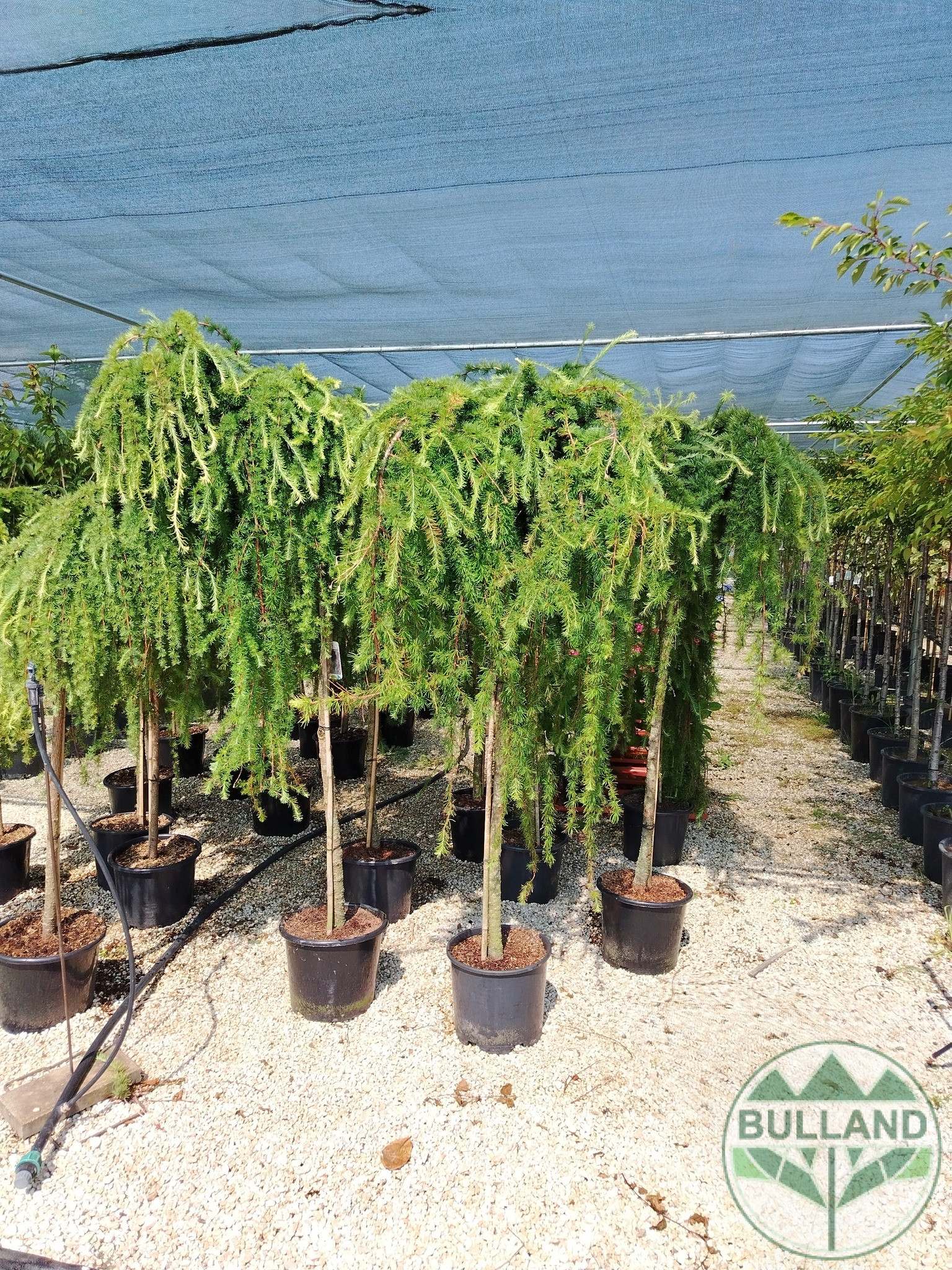 Larch, LARAN, Stamp 150 cm - Image 2