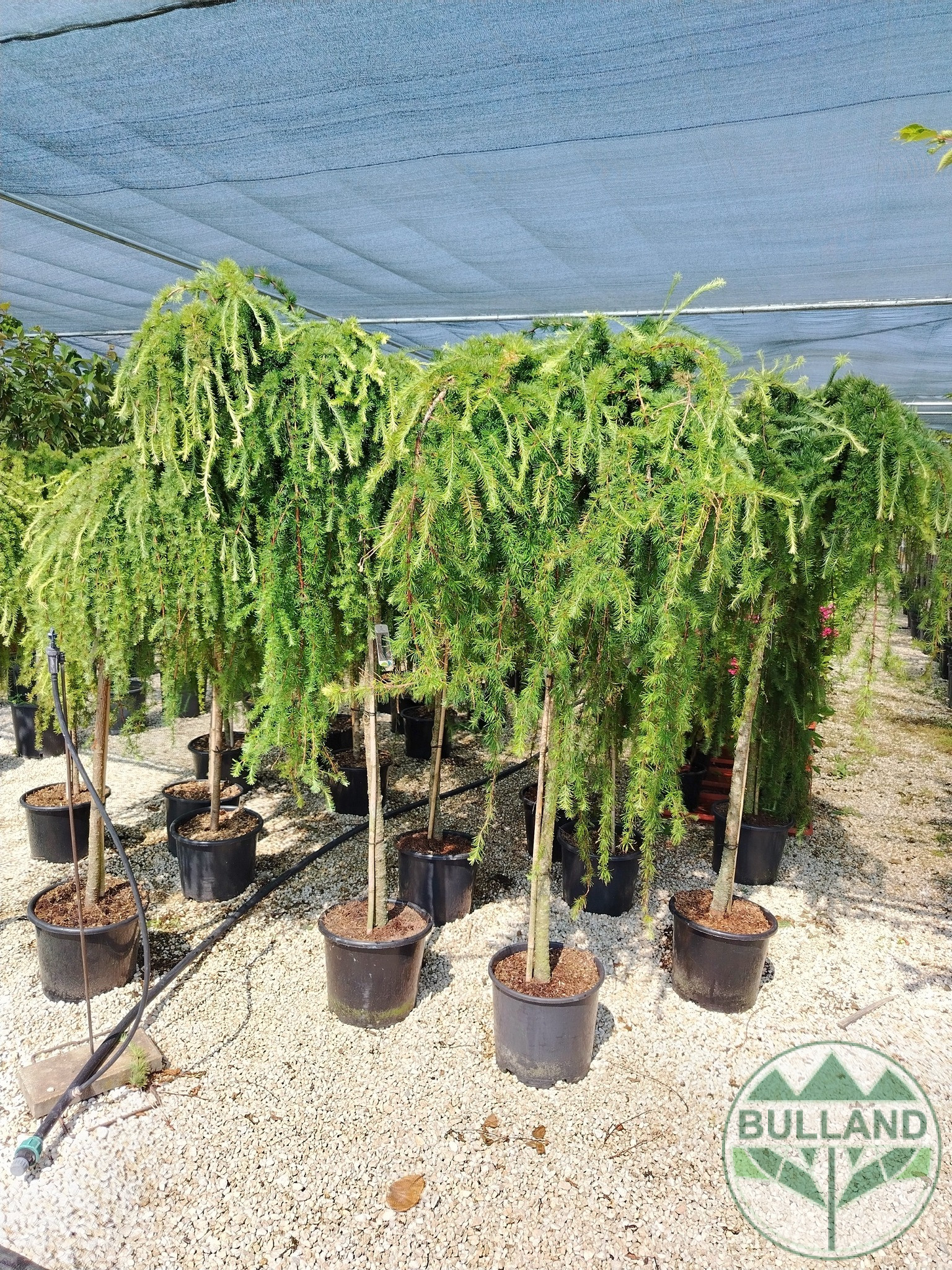 Larch, LARAN, Stamp 150 cm - Image 3