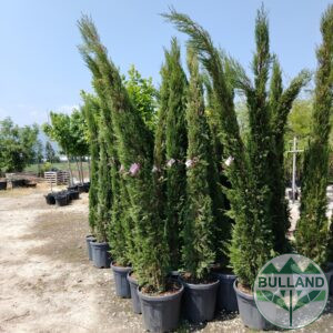 Cypress Pyramidalis, Cypress Evergreen Pyramidal, 200/250