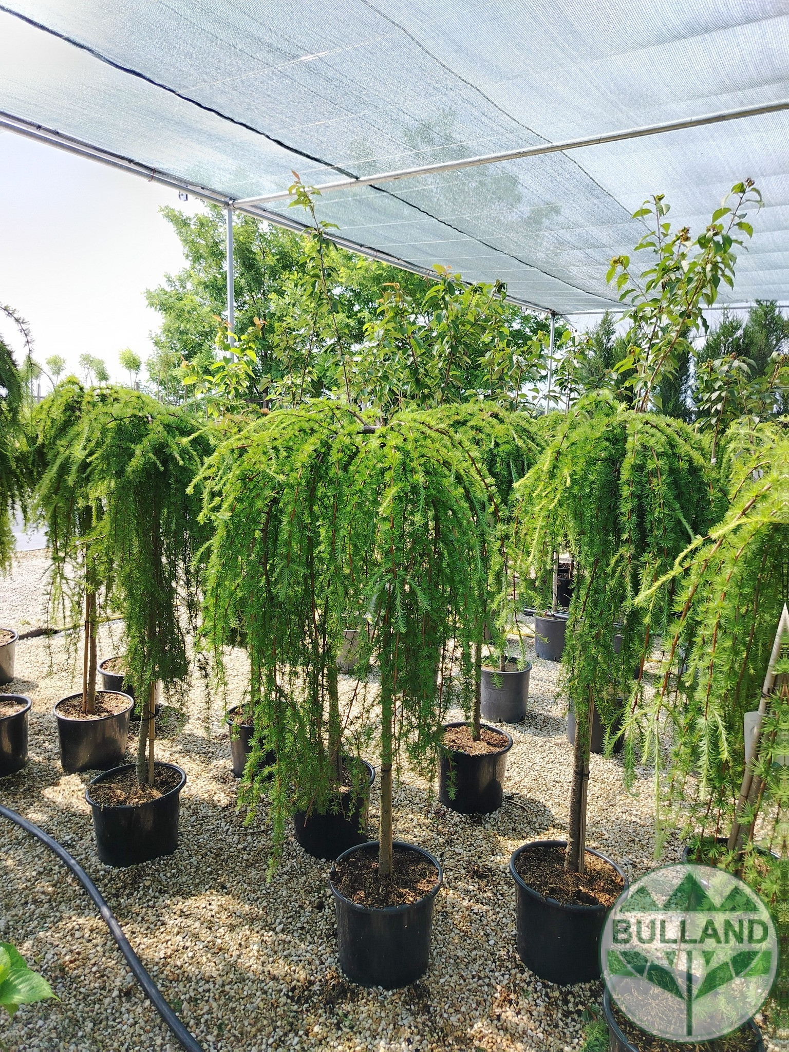 Larch, LARAN, Stamp 120 cm - Image 2