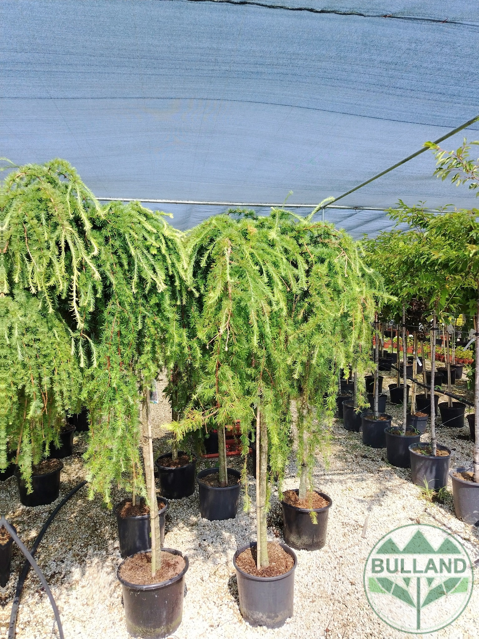 Larch, LARAN, Stamp 150 cm