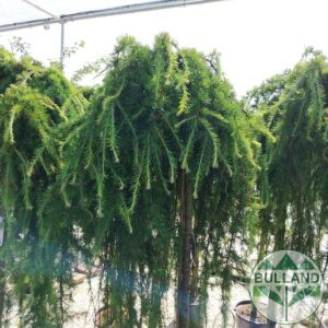 Лиственица, Larix, Щамб 120 см