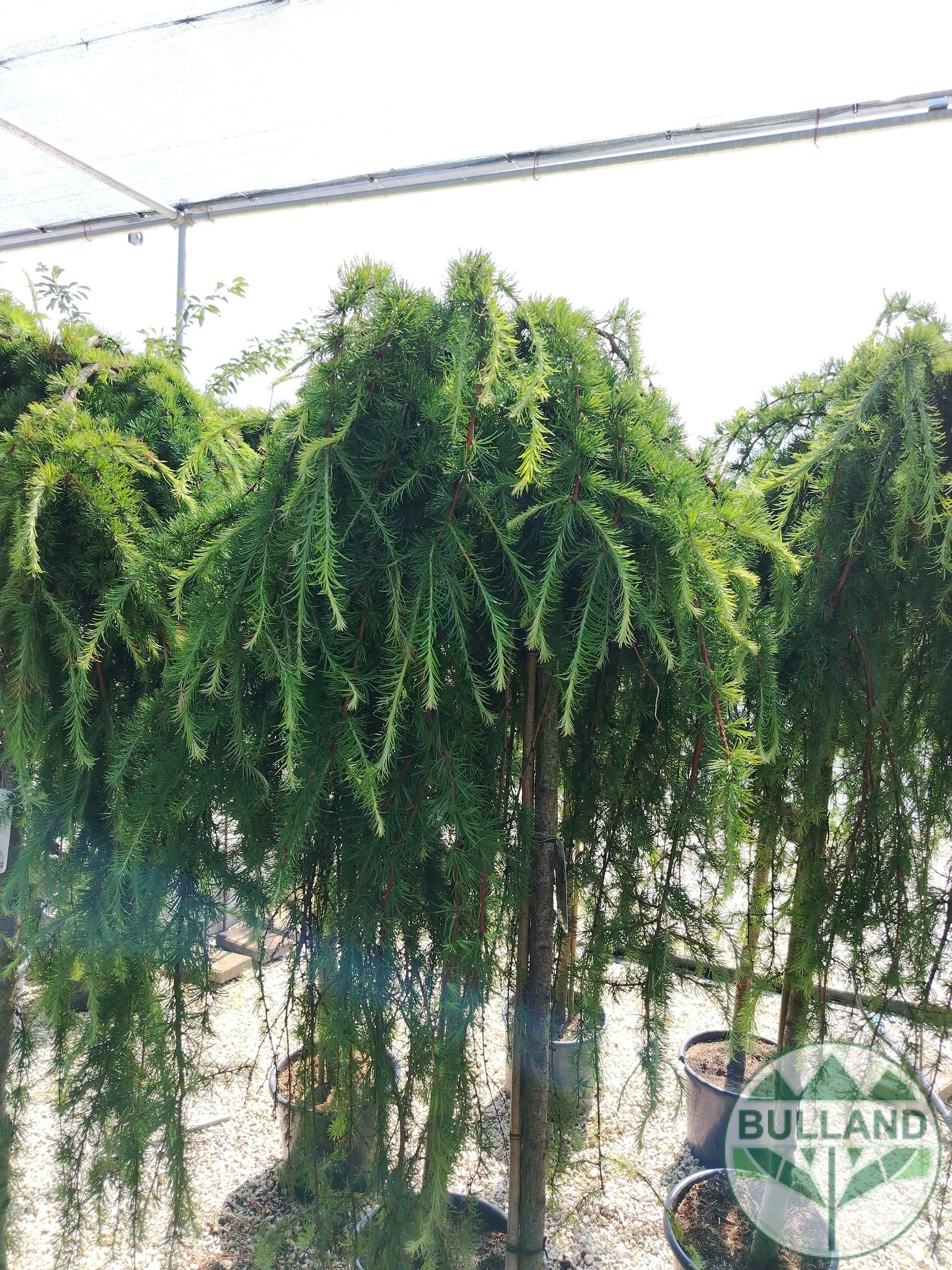 Larch, LARAN, Stamp 120 cm
