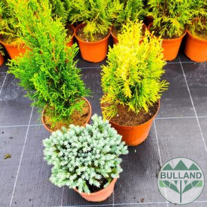 Promo package 1 -  3 Cold -resistant coniferous and evergreen plants
