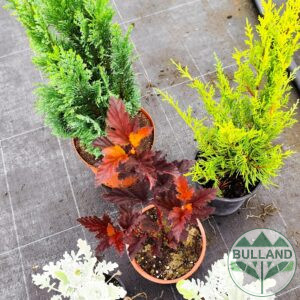 Promo package from 5 pc cold resistant plants