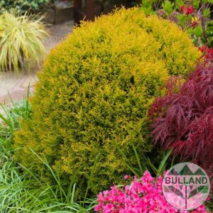 Western, Thuja occidentalis Rheingold, cont. 1,5 l