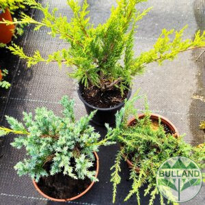 Promo package 3 - 3 Cold -resistant coniferous and evergreen plants