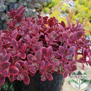 Seven "Gorski Fire", Sedum „Sun Sparkler Wildfire“, pot 9