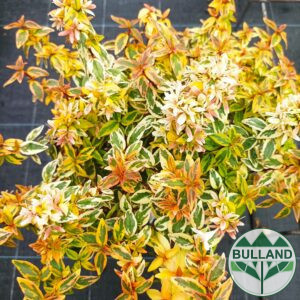 Abelia Kaleidoscope, Abelia kaleidoscope, cont. 3 l.