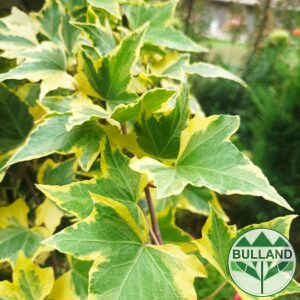 Ivy, Hedera Helix Yellow Ripple, cont. 1 l.