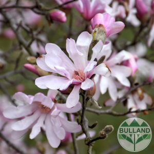 Магнолия "Леонард Месел", Magnolia "Leonard Messel"